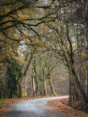 Rijkevorsel, Antwerpse Kempen, Belgium, winding country road flanked by tall trees and fallen leaves, curved pavement leads into golden tunnel of branches, nostalgic mood