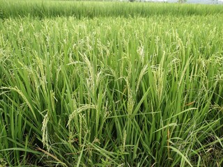 Close-up of vibrant green rice plants growing in a lush paddy field. Detailed view of ripening grain stalks in a tropical agricultural landscape, showcasing rural farming growth.