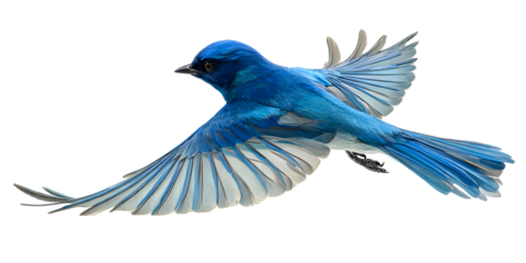 Blue bird in flight isolated on white background