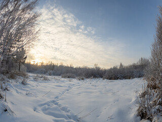 Beautiful winter landscape. Trees in the snow in a clearing on a cold day.