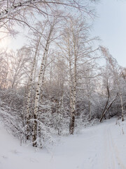 Fototapeta premium Beautiful winter landscape. Trees in the snow in a clearing on a cold day.
