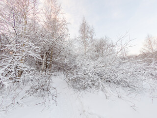Beautiful winter landscape. Trees in the snow in a clearing on a cold day.