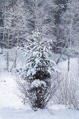 Fototapeta premium Beautiful winter landscape. Trees in the snow in a clearing on a cold day.
