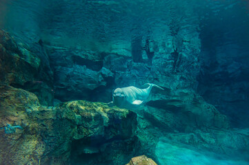 Obraz premium Beluga Whale at Nagoya Port Aquarium, Aichi, Japan