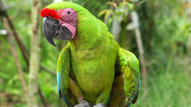 Great green macaw with red forehead, perched on a metal bar, eating food, close up shot of critically endangered bird species in a wildlife enclosure 4k