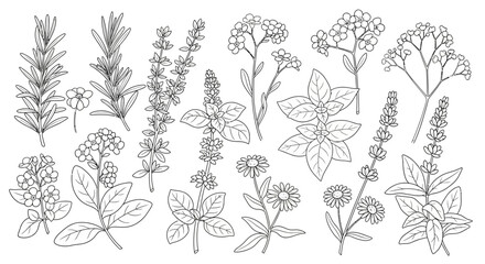 Botanical Herb Collection - Rosemary, Sage, Basil, and More.
