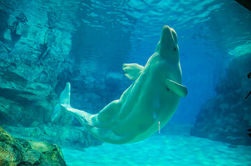 Beluga Whale at Nagoya Port Aquarium, Aichi, Japan