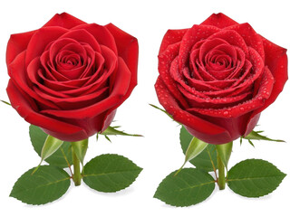 Naklejka premium Two red roses with and without dew, isolated on transparent background