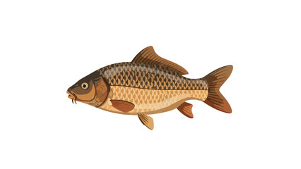Fototapeta premium A detailed flat graphic illustration of a freshwater carp, showcasing its distinct brown and beige scale patterns, fins, and barbels, ideal for