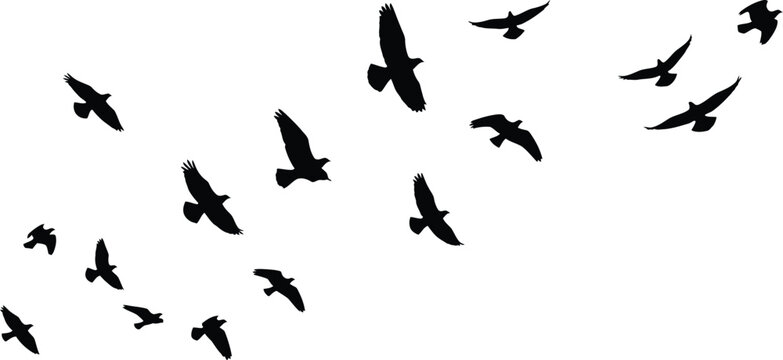 Silhouettes of birds flying across a bright