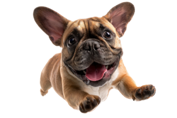 Happy French Bulldog puppy running towards the camera with a joyful expression isolated on transparent background