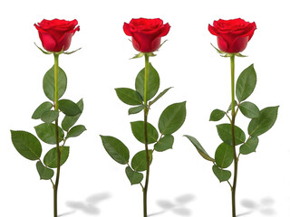 Naklejka premium Three red roses isolated on transparent background