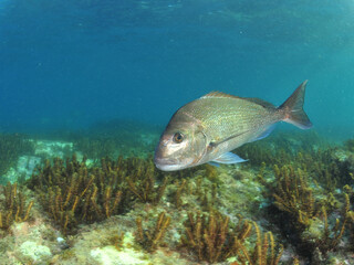 One Australasian snapper Pagrus auratus in shallows above short brown sea weeds. Location: Leigh New Zealand