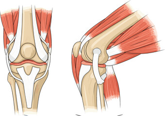 Human knee joint anatomy diagram showing muscles, ligaments, and bone structure in front and side views for medical education and healthcare