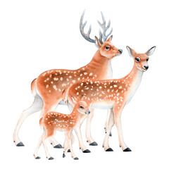 Set of watercolor illustrations Family of cute deer: stag, doe and fawn, hand drawn on white background. Soft, realistic style. for children’s books, nature prints, stickers, educational materials