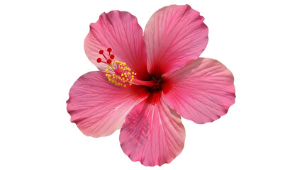 Vibrant pink hibiscus flower with yellow stamen isolated on a transparent background, tropical floral PNG clipart.