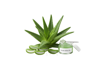 Fresh green aloe vera plant with aloe vera gel, isolated on a white backdrop. This natural herb is great for skincare and embodies the health and beauty spa theme.