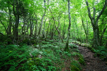 Obraz premium spring path through old wild forest 