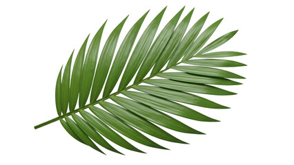 Lush green tropical palm leaf isolated on transparent background, exotic nature element PNG clipart.