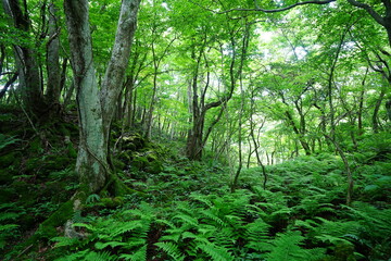 Obraz premium wild spring forest in the gleaming sunlight