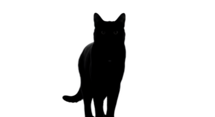 Mysterious black cat silhouette with glowing eyes stands against a stark in dramatic light on transparent background