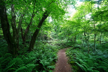 Obraz premium fine spring path in the gleaming sunlight