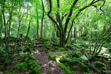 spring path through old wild forest
