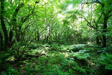 wild spring forest in the gleaming sunlight