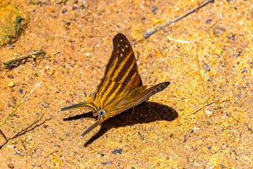 Obraz premium Tropical yellow brown black striped butterfly on the ground in Brazil.