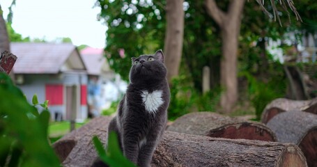 gray cat standing near logs with alert gaze toward street and distant houses, urban garden vibe blends timber