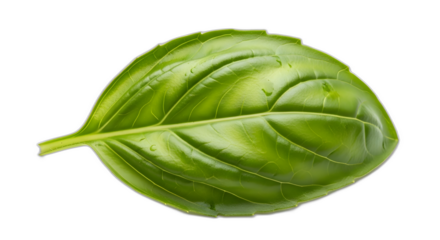 Vibrant fresh basil leaf with water droplets on a stark macro view on transparent background