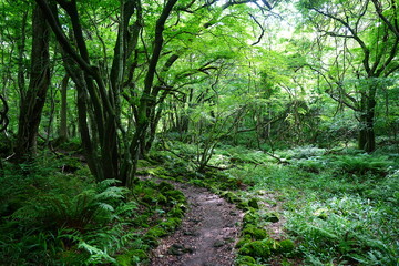 spring path through old wild forest
