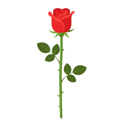 Fototapeta premium A vibrant red rose with green leaves isolated on transparent background