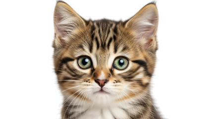 Adorable Striped Kitten Face with Green Eyes Isolated on Transparent Background
