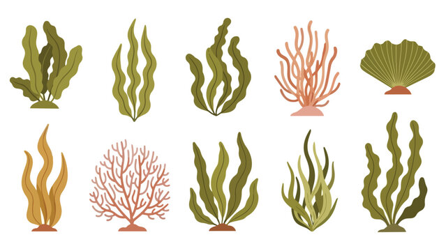 Stylized aquatic flora and coral for diverse marine ecosystems in modern flat design illustration. A comprehensive collection exploring underwater
