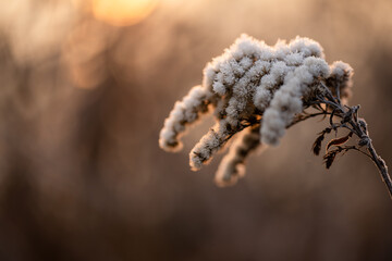 Suche kwiaty na łące pokryte szronem w ciepłym świetle wschodu słońca © Elżbieta Kaps