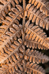 Suche liście paproci w złotym kolorze pokryte szronem w ciepłym porannym świetle