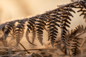 Suche liście paproci w złotym kolorze pokryte szronem w ciepłym porannym świetle