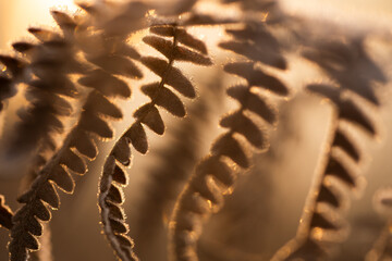 Suche liście paproci w złotym kolorze pokryte szronem w ciepłym porannym świetle © Elżbieta Kaps