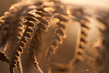 Suche liście paproci w złotym kolorze pokryte szronem w ciepłym porannym świetle © Elżbieta Kaps