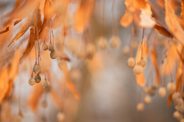 Wiszące owoce lipy zimą w ciepłym pomarańczowym świetle, selektywna ostrość i rozmyte tło