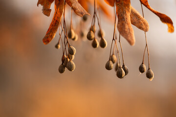 Wiszące owoce lipy zimą w ciepłym pomarańczowym świetle, selektywna ostrość i rozmyte tło