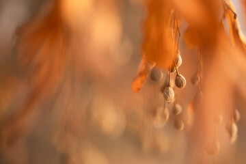 Wiszące owoce lipy zimą w ciepłym pomarańczowym świetle, selektywna ostrość i rozmyte tło