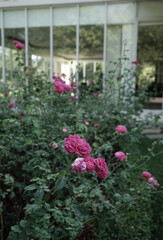 Original real photo rose floral nature outdoor garden modern building background aesthetics