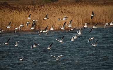 Seagulls flying over a body of water near reeds in a natural wetland setting during daytime