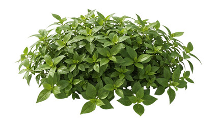 Obraz premium Fresh Green Foliage Bush Isolated on Transparent Background for Garden and Outdoor Design, PNG Clipart