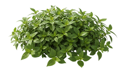 Fresh Green Foliage Bush Isolated on Transparent Background for Garden and Outdoor Design, PNG Clipart