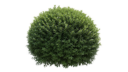 Perfectly manicured round green boxwood bush isolated on a transparent background
