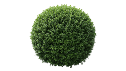 Lush, dense spherical green boxwood shrub isolated on a transparent background