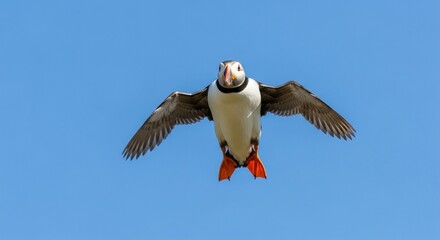 Atlantic puffin flying against clear blue sky in natural habitat
